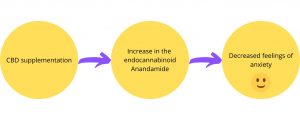 Anandamide 2