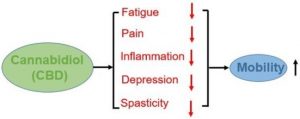 Autoimmune 6