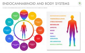 ECS and Body Systems